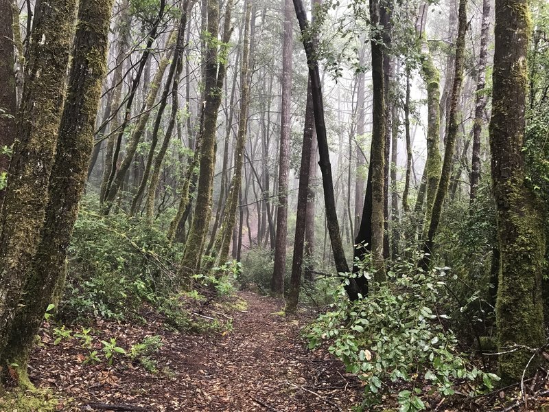 Craigs Creek Trail takes on a new character in the early morning mist.