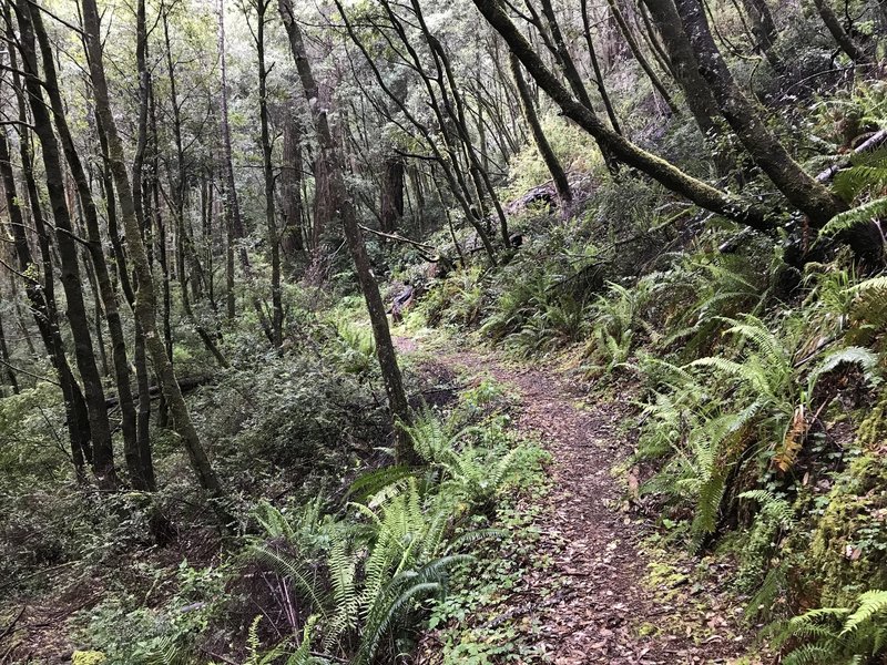 The Craigs Creek Trail is utterly gorgeous.