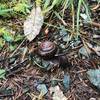 A snail takes refuge amongst the rocks along the Craigs Creek Trail.