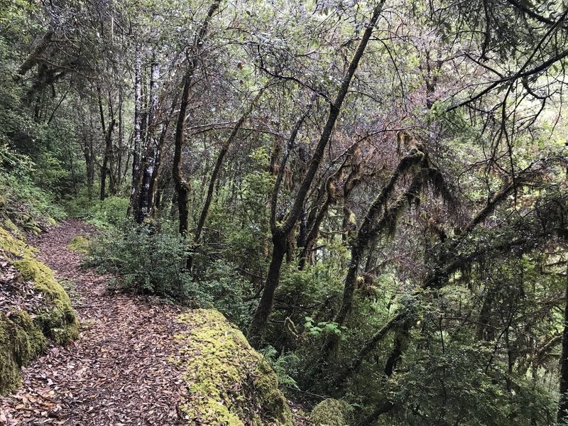 No part of the Craigs Creek Trail is remotely ugly.