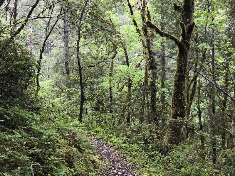 The Craigs Creek Trail takes you through gorgeous, almost mystical scenery.