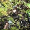 Centipedes hide in the loam along the Craigs Creek Trail.