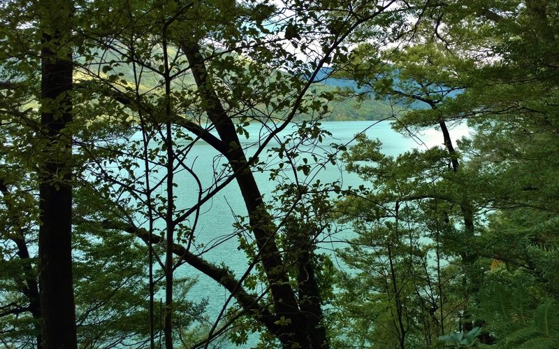 You'll have a pleasant view looking down on Dave's Bay from the Queen Charlotte Track.