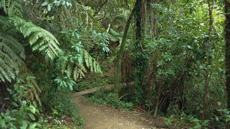 Ferns abound in the dense vegetation of the Queen Charlotte Track.