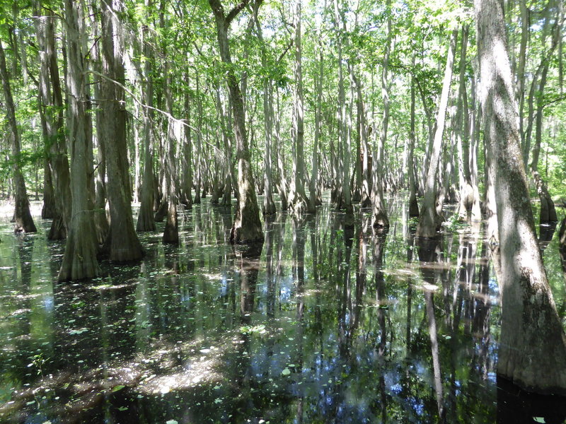 Check out the cypress swamp along the Alligator Slough Nature Trail!