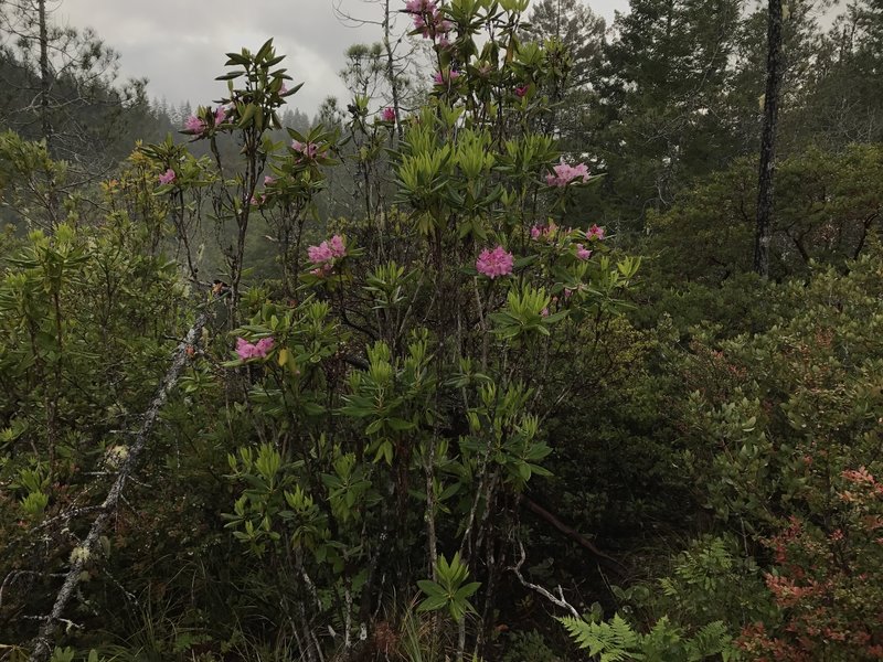 Beautiful rhododendrons grow on the Craigs Creek Trail.