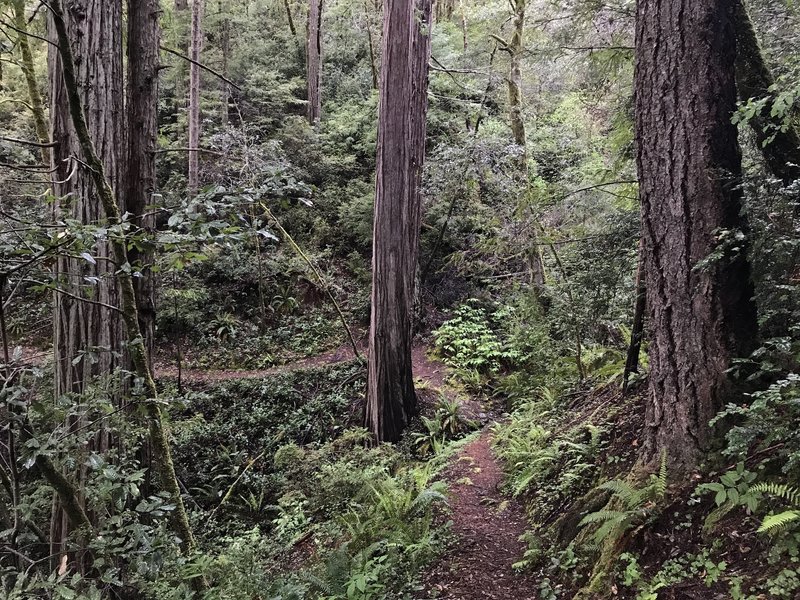 Craigs Creek Trail is a beautiful escape into the forest.