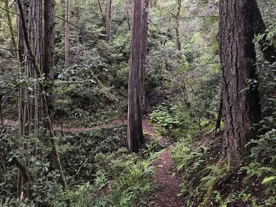 Craigs Creek Trail is a beautiful escape into the forest.