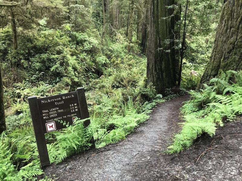 The Nickerson Ranch Trailhead on Howland Hill Road is marked by this sturdy sign.