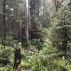 The Nickerson Ranch Trail traverses beautiful, verdant forests.