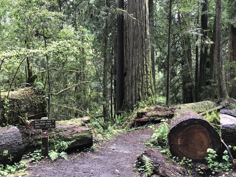 The Mill Creek Trailhead on Howland Hill Road almost hides in the forest palette of greens and browns.