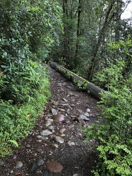 Cobbles armor the River Trail near Stout Grove.