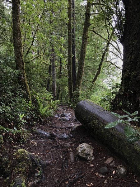 Roots and cobbles define the trail surface on the River Trail.