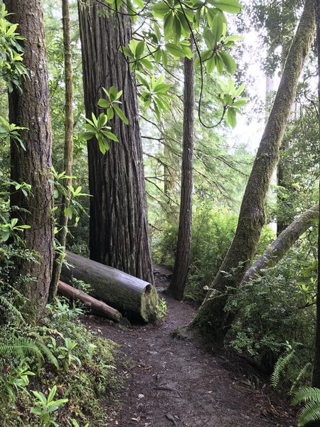 The River Trail navigates through a corridor between age-old redwood forest and the Smith River.