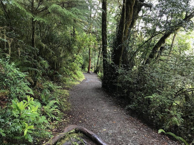 While the River Trail is often damp, the moisture adds to its beauty.