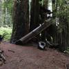 The Stout Grove Trail travels between unbelievably large redwoods.