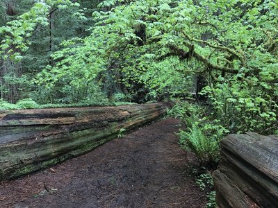 The Stout Grove Trail gives you a sense of just how small you are in comparison to these age-old trees.