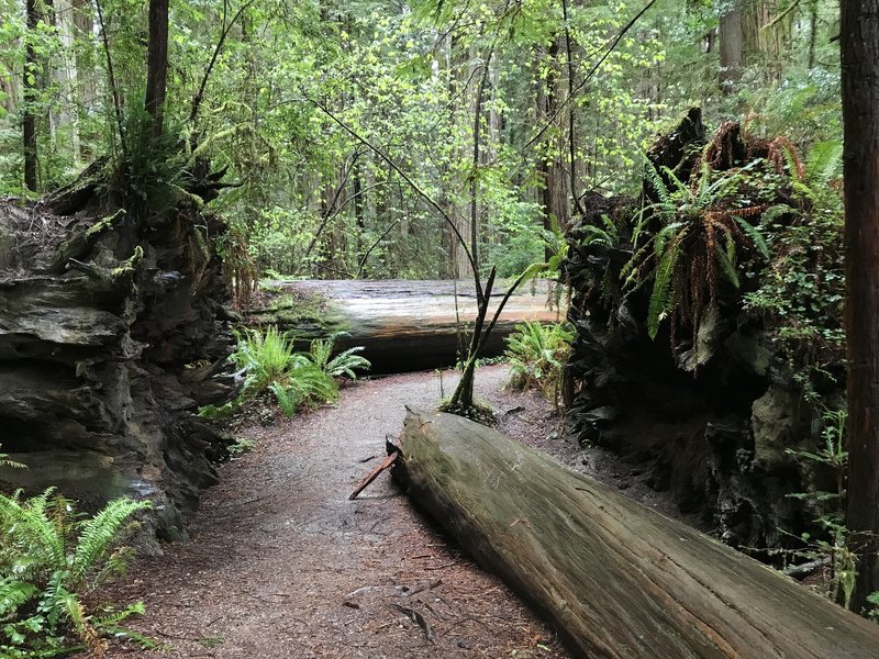 The Stout Grove Trail traverses a damp, beautiful redwood forest.