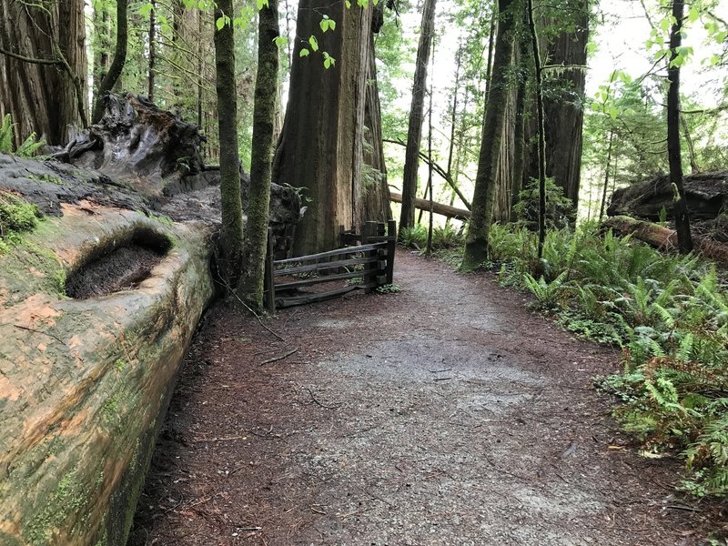 Stout Grove is a must-see in Jedediah Smith Redwoods State Park.