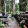 Fallen redwoods remind you that this area is constantly evolving, albeit slowly.