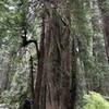 You just can't get a sense of how massive these trees are from a photo.