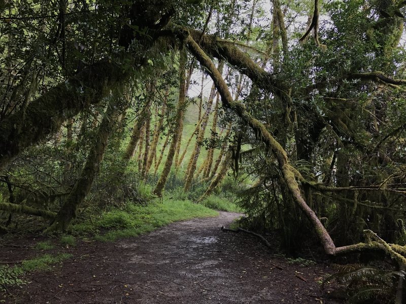 The River Trail passes through these beautiful forest 'tunnels'.