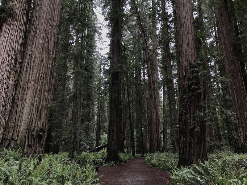 You can't get a feeling for the immense size of Stout Grove from a photo; you have to be there in person.