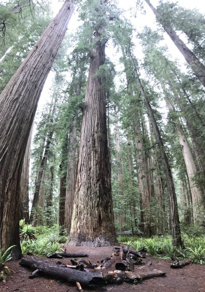 Stout Grove is a must-see in the park!