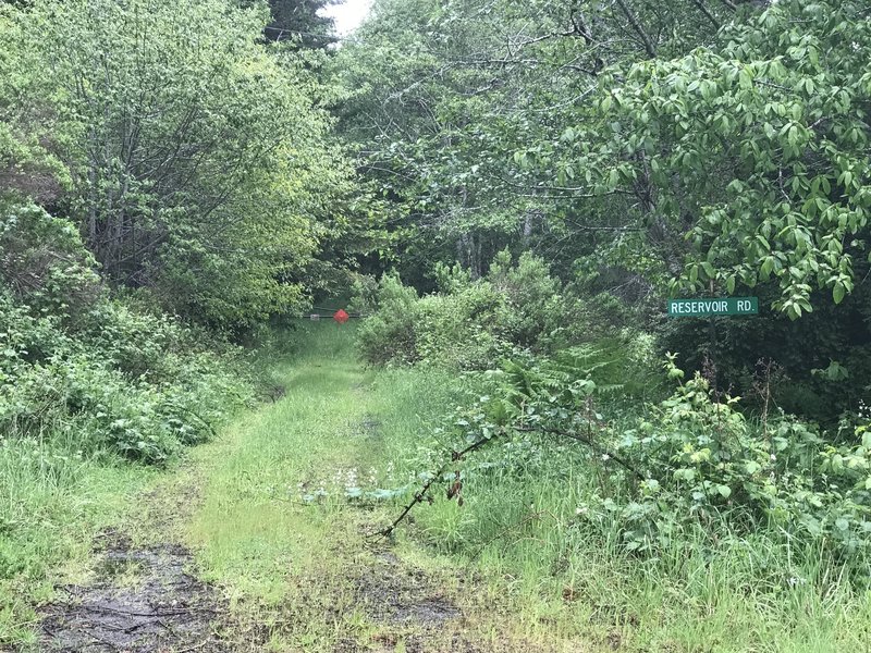 Reservoir Road connects to the Mill Creek Horse Trail along this shaded corridor.