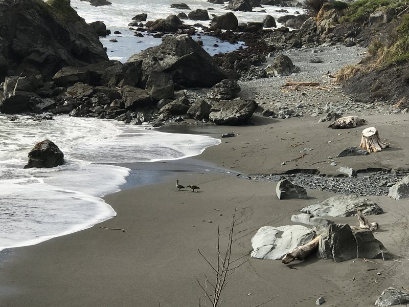 Geese enjoy the waves on Martin Creek Beach.