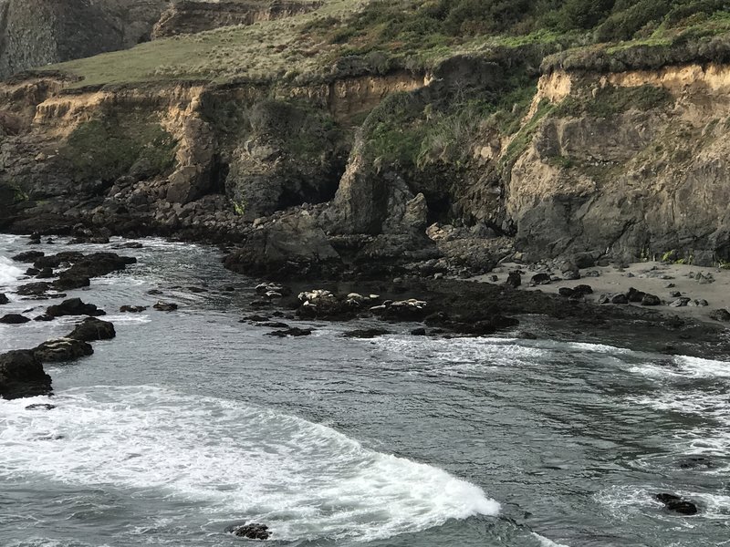 Sea lions rest on the shore off Megwil Point.