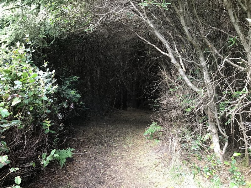 Elk Head Connector Trail heads into this tree tunnel.