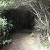 Elk Head Connector Trail heads into this tree tunnel.