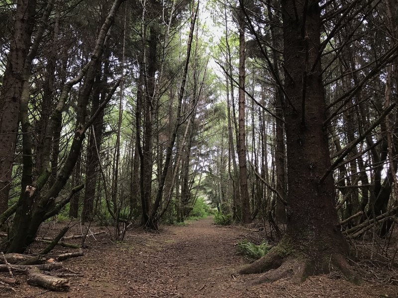 Elk Head Connector Trail is just as beautiful as the other area trails.