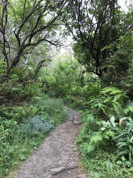 It's just a quick detour from the Elk Head Trail to reach College Cove Beach.