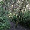 The trees are quite windswept through this section of the College Cove Trail.