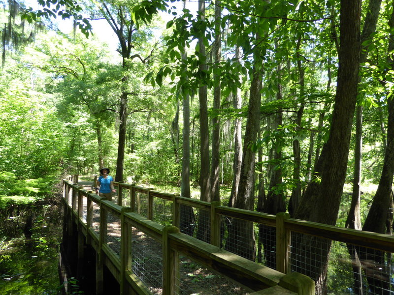 A sturdy boardwalk aids your passage through the cypress swamp.