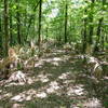 The Alligator Slough Nature Trail winds through dense palmetto undergrowth.