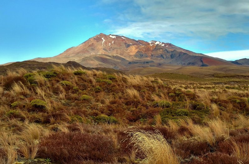 Mt. Ruapehu rises over the tussocks of the Tama Lakes Track.