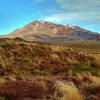 Mt. Ruapehu rises over the tussocks of the Tama Lakes Track.