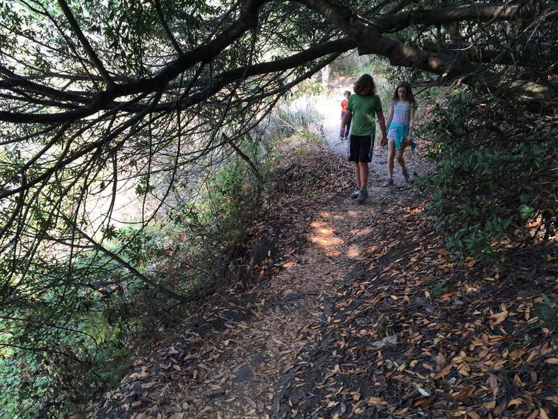 The Wildcat Peak Trail is nice and shady in spots.