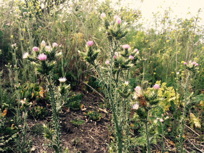 Thistles can be prevalent in Laurel Canyon.