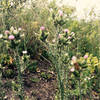 Thistles can be prevalent in Laurel Canyon.