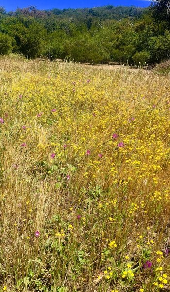 Beautiful spring flowers grow right alongside the trail.