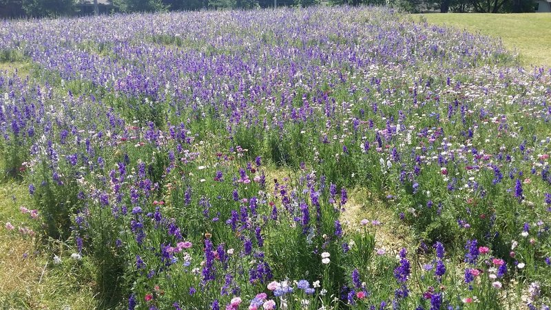 Wildflowers come into full bloom right alongside the trail.