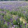 Wildflowers come into full bloom right alongside the trail.