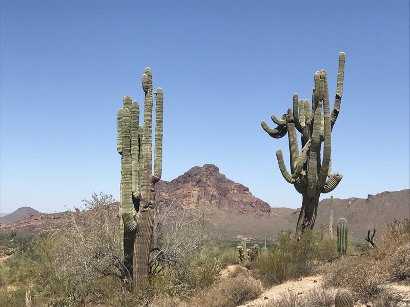 Some crazy Saguaros grow along the Maricopa Trail with Red Mountain in the background.