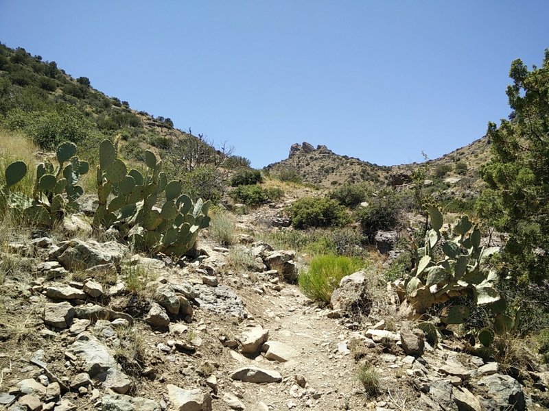 The saddle at the end of the trail is to the left of the rock outcroppings in the distance.