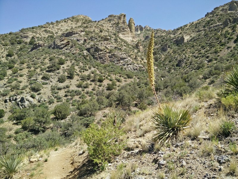 A sotol yucca plant grows along the trail.