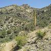 A sotol yucca plant grows along the trail.